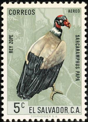 Colnect-1102-145-King-Vulture-Sarcoramphus-papa.jpg