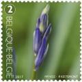 Colnect-3898-928-Common-Bluebell-not-yet-blooming.jpg