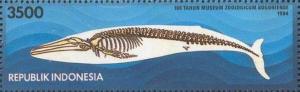 Colnect-1141-789-Skeleton-of-a-Blue-Whale-Balaenoptera-musculus.jpg