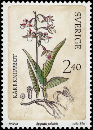 Colnect-4383-787-Epipactis-palustris---Marsh-Helleborine.jpg