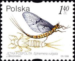 Colnect-4852-240-Mayfly-Ephemera-vulgata.jpg