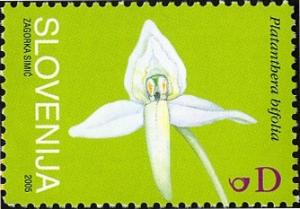 Colnect-708-479-Lesser-butterfly-orchid-Platanthera-bifolia.jpg