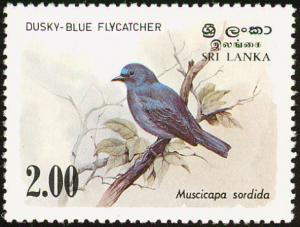 Colnect-862-151-Dusky-blue-Flycatcher-Muscicapa-sordida.jpg