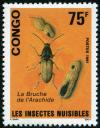 Colnect-3623-808-Bean-Weevil-Acanthoscelides-obtecus.jpg