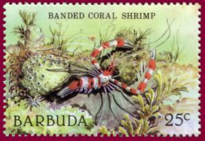 Colnect-1302-404-Banded-Coral-Shrimp-Stenopus-hispidus.jpg