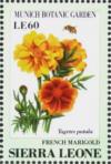 Colnect-4207-952-French-Marigold-Tagets-patula.jpg