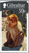 Colnect-2170-053-Barbary-Macaque-Macaca-sylvanus.jpg