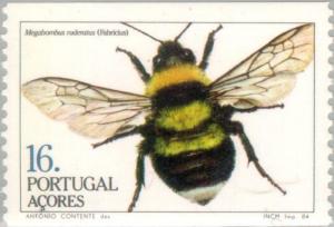 Colnect-186-041-Large-Garden-Bumblebee-Megabombus-ruderatus-.jpg