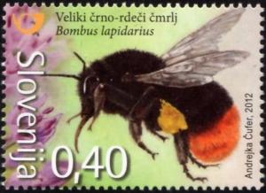 Colnect-4983-193-Red-tailed-bumblebee-Bumblebees-lapidarius.jpg