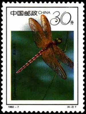 Colnect-603-153-Saffron-winged-Meadowhawk-Sympetrum-croceolum.jpg