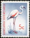 Colnect-1507-444-Lesser-Flamingo-Phoeniconaias-minor.jpg