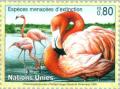 Colnect-138-614-American-Flamingo-Phoenicopterus-ruber.jpg