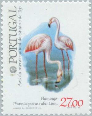 Colnect-175-411-American-Flamingo-Phoenicopterus-ruber.jpg