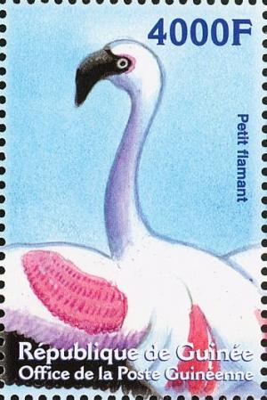 Colnect-3813-952-Lesser-Flamingo-Phoeniconaias-minor.jpg