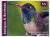 Colnect-2977-571-Buff-bellied-Hummingbird-Amazilia-yucatanensis-.jpg
