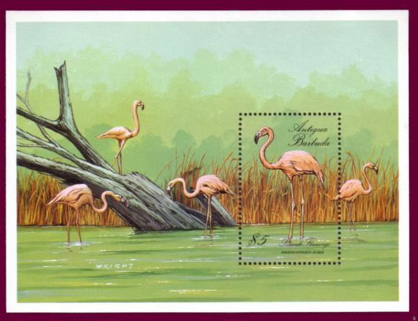 Colnect-1461-797-Greater-Flamingo-Phoenicopterus-roseus.jpg