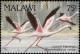 Colnect-3388-913-Lesser-Flamingo-Phoenicopterus-minor.jpg