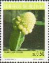 Colnect-1691-633-Mammillaria-bocasana.jpg