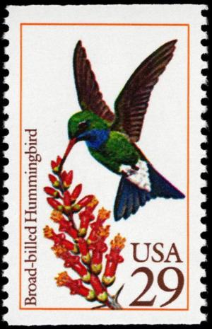 Colnect-4236-858-Broad-billed-Hummingbird-Cynanthus-latirostris.jpg
