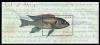Colnect-6847-893-Limnochromis-auritus.jpg