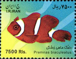 Colnect-463-855-Spinecheek-Anemonefish-Premnas-biaculeatus.jpg