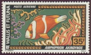 Colnect-905-639-Barrier-Reef-Anemonefish-Amphiprion-akindynos-.jpg