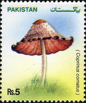 Colnect-598-644-Mushrooms---Coprinus-comatus.jpg