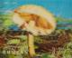 Colnect-1091-441-Mushrooms-Macrolepiota-procera.jpg