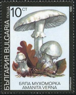 Colnect-2115-503-Poisonous-mushrooms---Amanita-verna.jpg