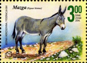 Colnect-5091-039-Mule-Equus-mulus.jpg