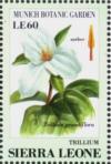 Colnect-4207-960-Trillium-Trillium-grandiflora.jpg