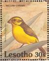 Colnect-1725-583-Yellow-Canary-Serinus-flaviventris.jpg