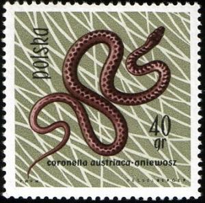 Colnect-2050-984-Smooth-Snake-Coronella-austriaca.jpg