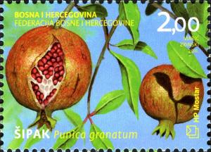 Colnect-5879-144-Pomegranate-Tree--Scaron-ipak.jpg