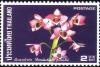 Colnect-1268-055-Dendrobium-parishii.jpg