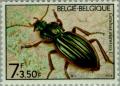 Colnect-185-316-Golden-Ground-Beetle-Carabus-auratus.jpg