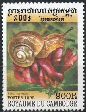Colnect-5369-159-Smaller-Banded-Snail-Helix-hortensis.jpg