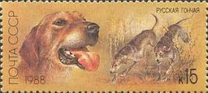 Colnect-581-788-Russian-Hound-Canis-lupus-familiaris.jpg