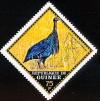 Colnect-2184-149-Vulturine-Guineafowl-Acryllium-vulturinum.jpg