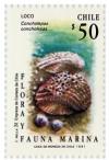 Colnect-553-553-Chilean-Abalone-Concholepas-concholepas-.jpg