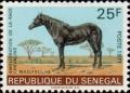 Colnect-2001-625-Madjiguene-Equus-ferus-caballus.jpg
