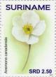 Colnect-4181-047-Anemone-canadensis.jpg
