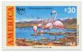 Colnect-522-613-Chilean-Flamingo-Phoenicopterus-chilensis.jpg