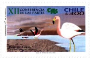 Colnect-595-735-Andean-Flamingo-Phoenicoparrus-andinus-.jpg