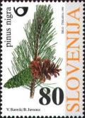 Colnect-695-822-Flora---Coniferous-trees-black-pine.jpg