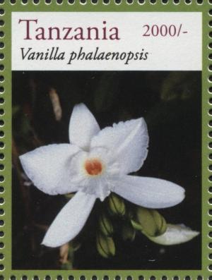 Colnect-3055-685-Vanilla-phalaenopsis.jpg