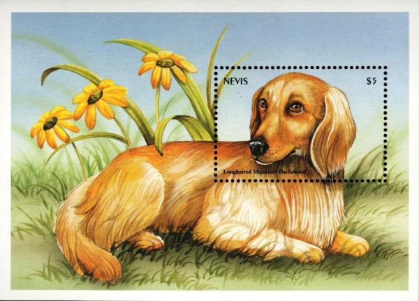 Colnect-4411-234-Longhaired-miniature-dachshund-and-flowers.jpg