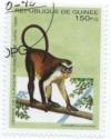 Colnect-1114-235-Mona-Monkey-Cercopithecus-mona.jpg