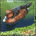 Colnect-2613-588-Ferruginous-Duck-Aythya-nyroca.jpg