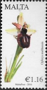 Colnect-3146-353-Ophrys-meliensis---Matese-Spider-orchid.jpg